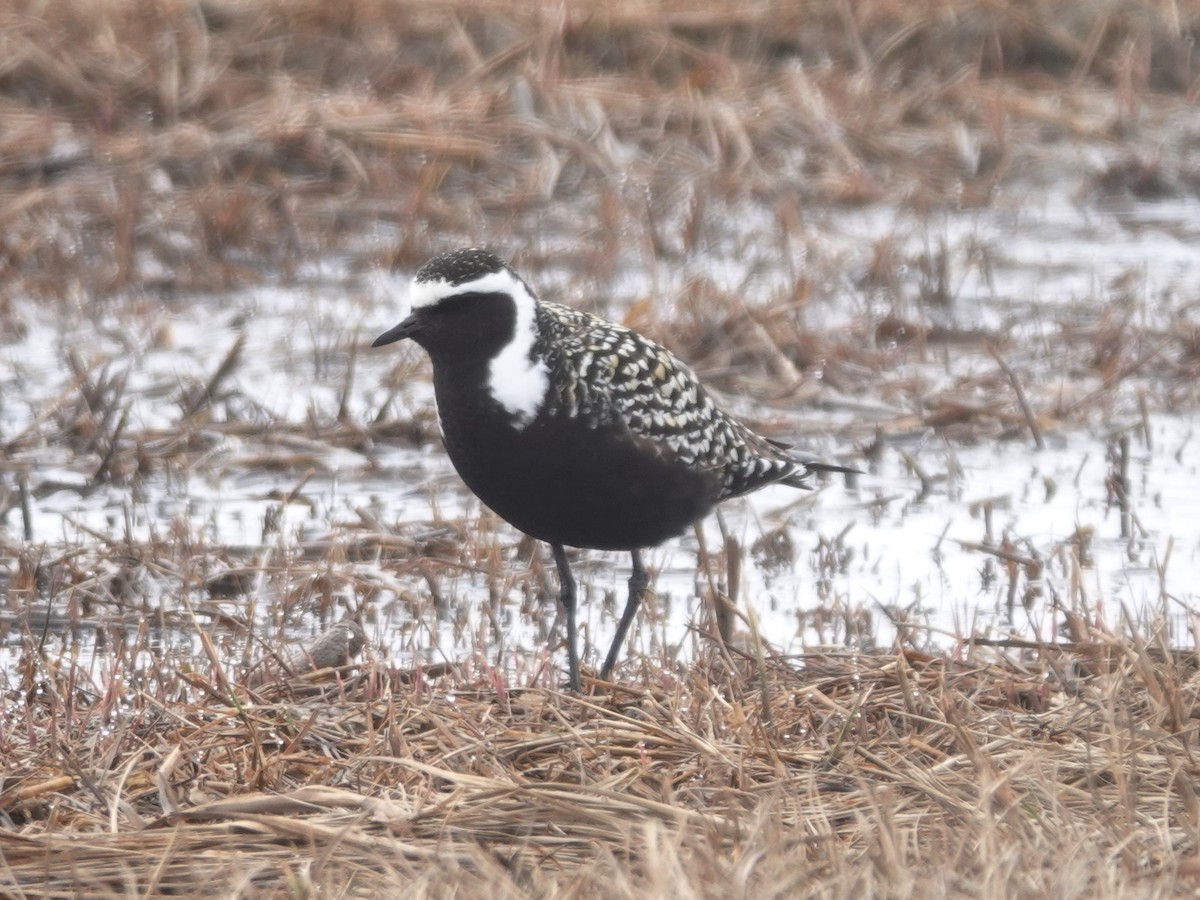 American Golden-Plover - ML620248510