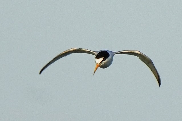 Little Tern - ML620248512