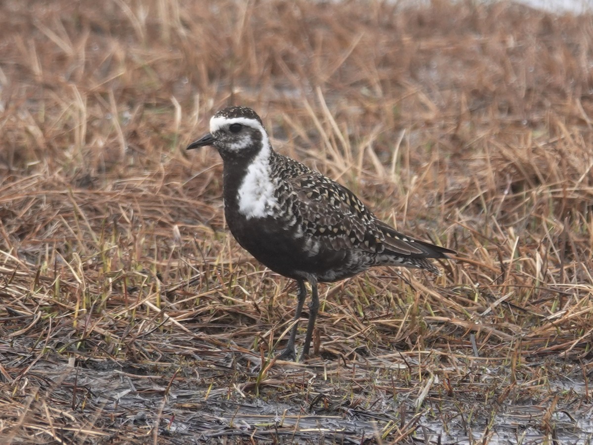 American Golden-Plover - Barry Reed