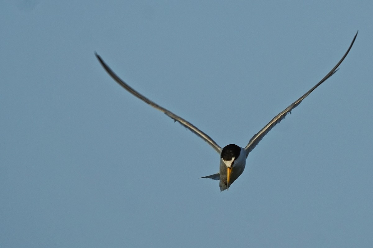 Little Tern - ML620248515