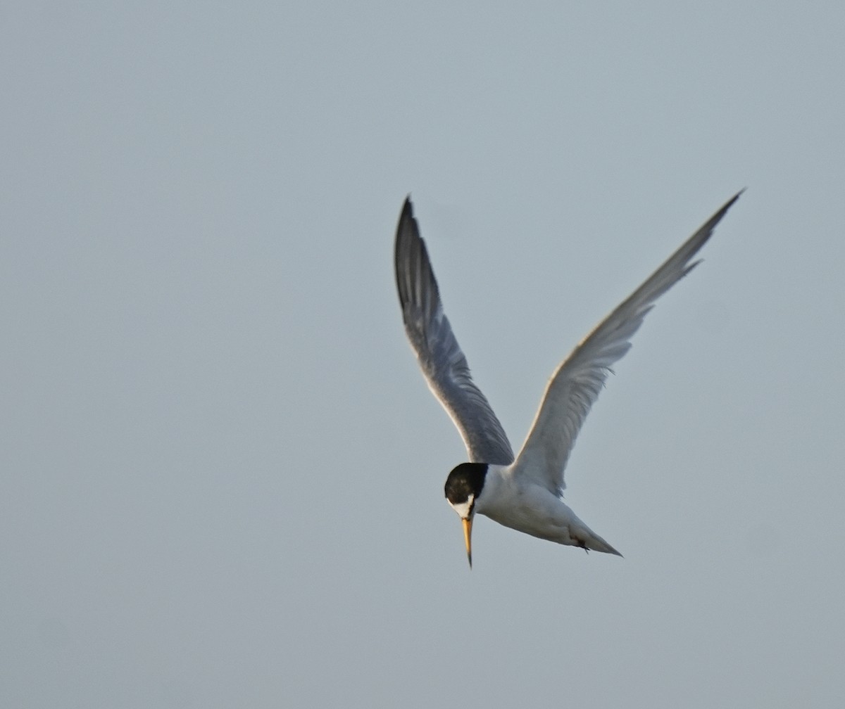 Little Tern - ML620248517