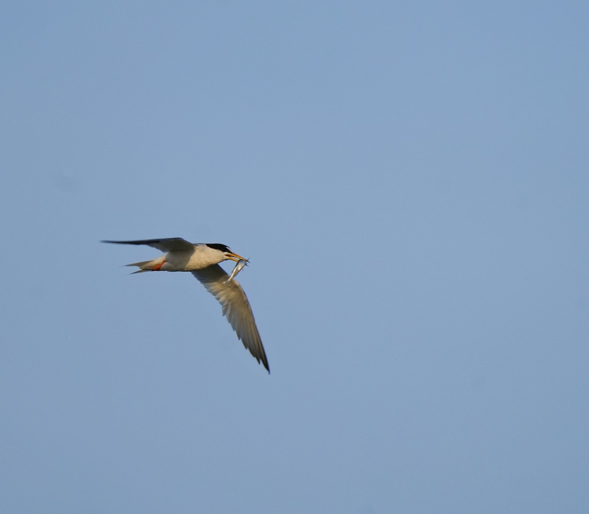 Little Tern - ML620248518