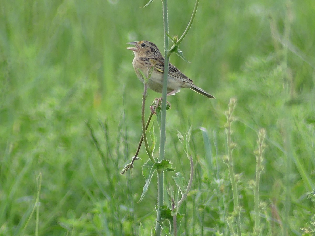 Grasshopper Sparrow - ML620248528