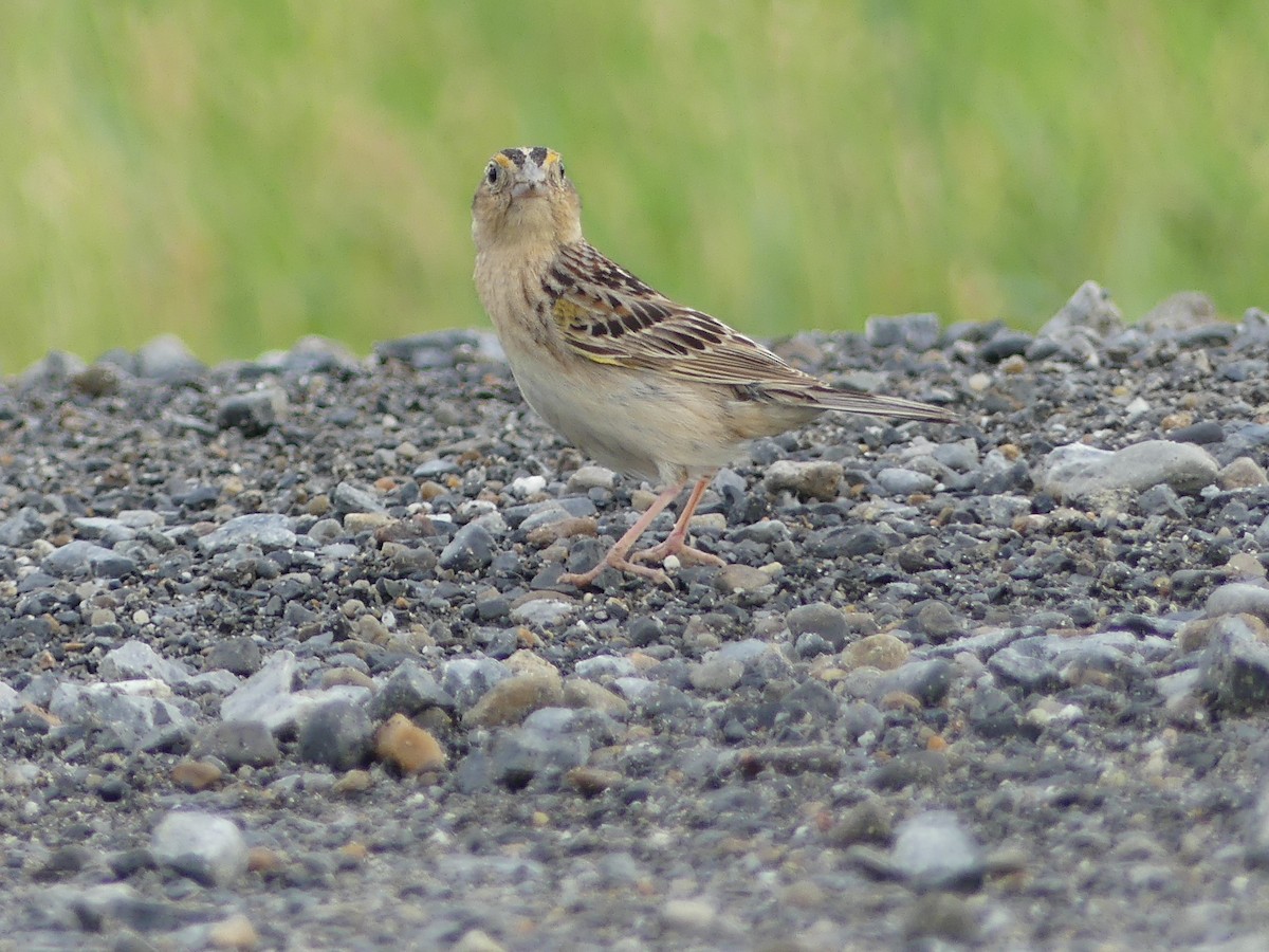 Grasshopper Sparrow - ML620248531