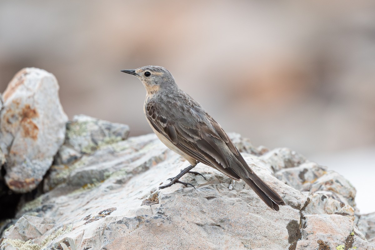 American Pipit - ML620248548