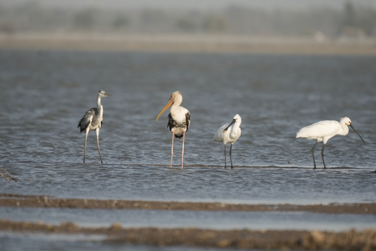 Painted Stork - ML620248553