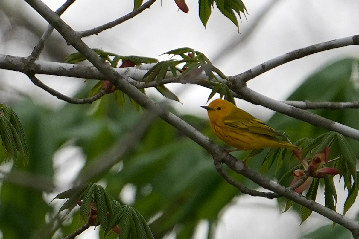 Yellow Warbler - ML620248554