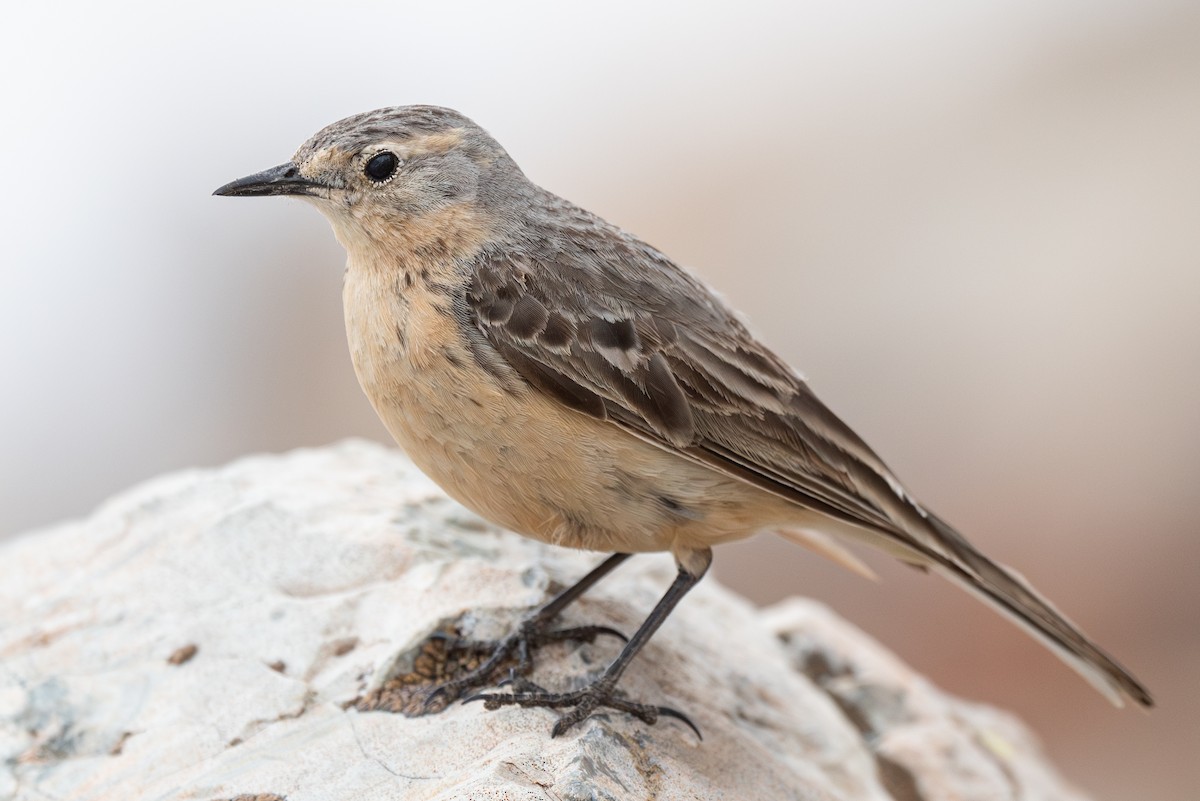 American Pipit - ML620248561