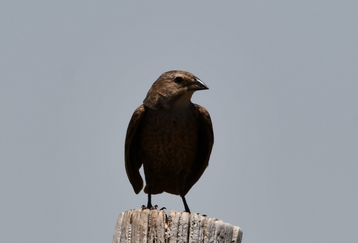 Brown-headed Cowbird - ML620248563