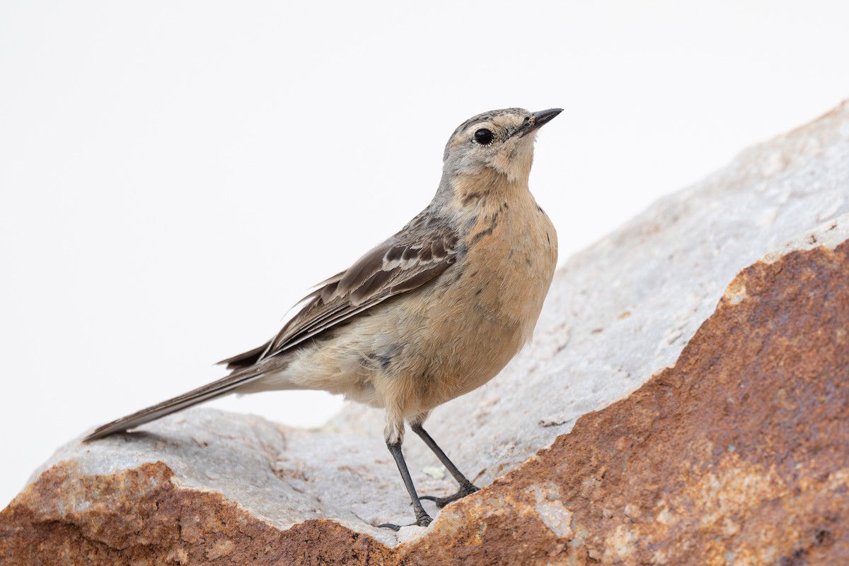 American Pipit - ML620248576