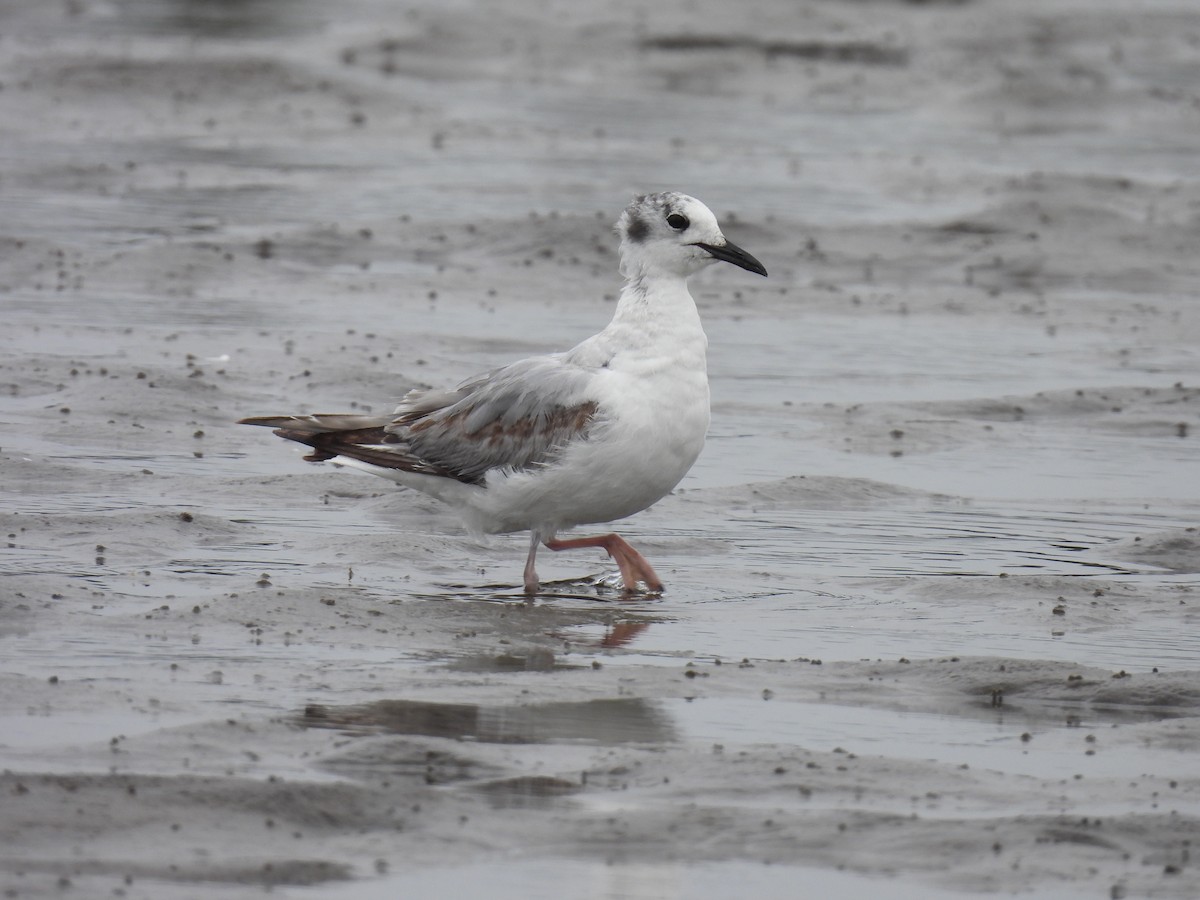 Bonaparte's Gull - ML620248577