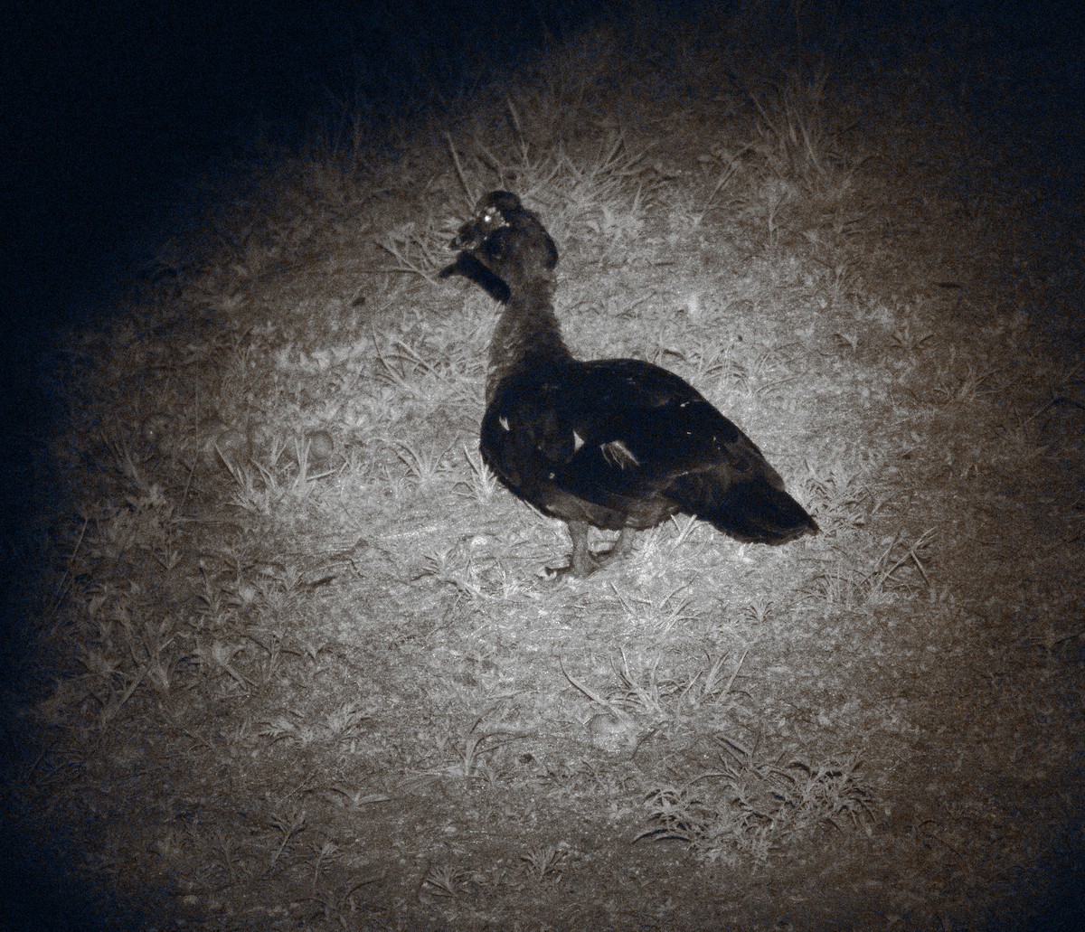 Muscovy Duck (Domestic type) - ML620248581