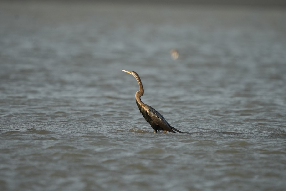 Oriental Darter - Dilip Savalia