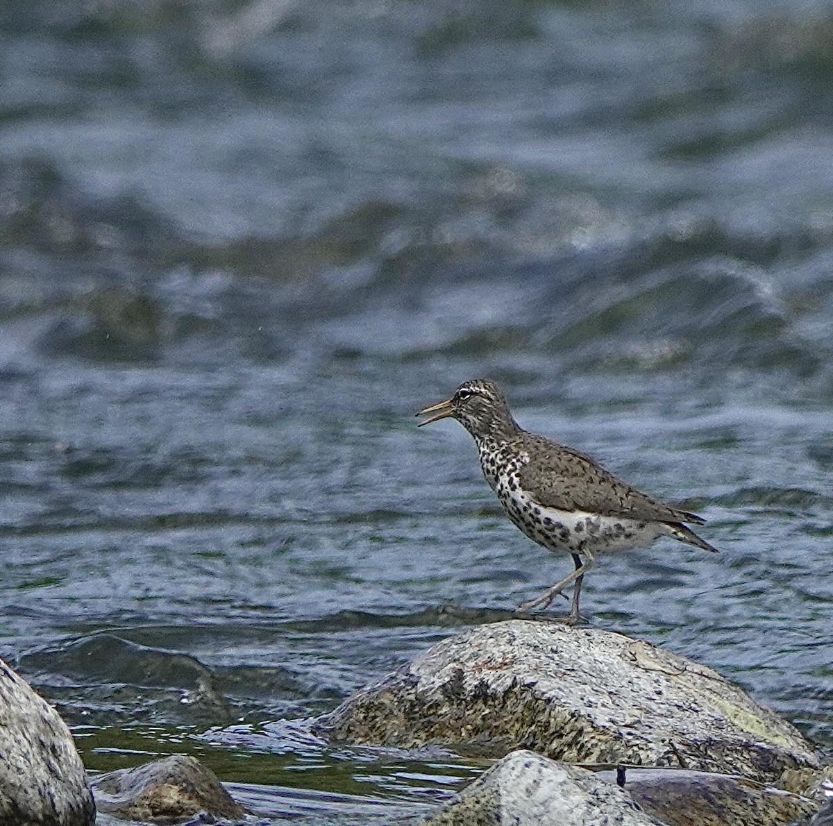 Spotted Sandpiper - ML620248589