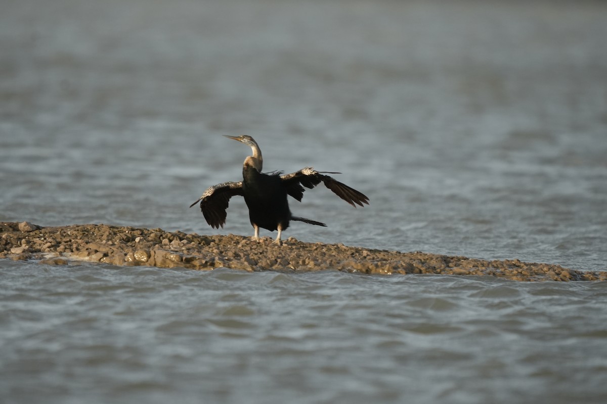 Orient-Schlangenhalsvogel - ML620248590