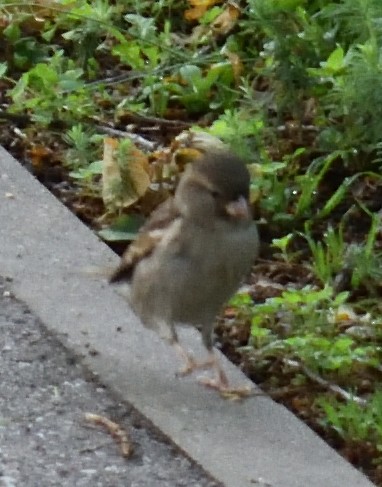 House Sparrow - ML620248593