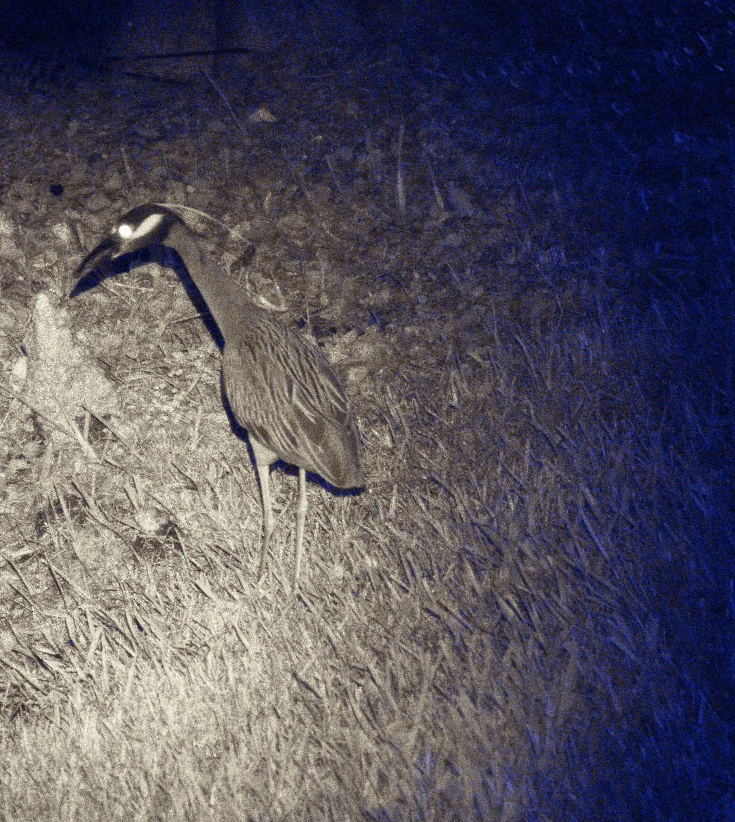 Yellow-crowned Night Heron - ML620248595