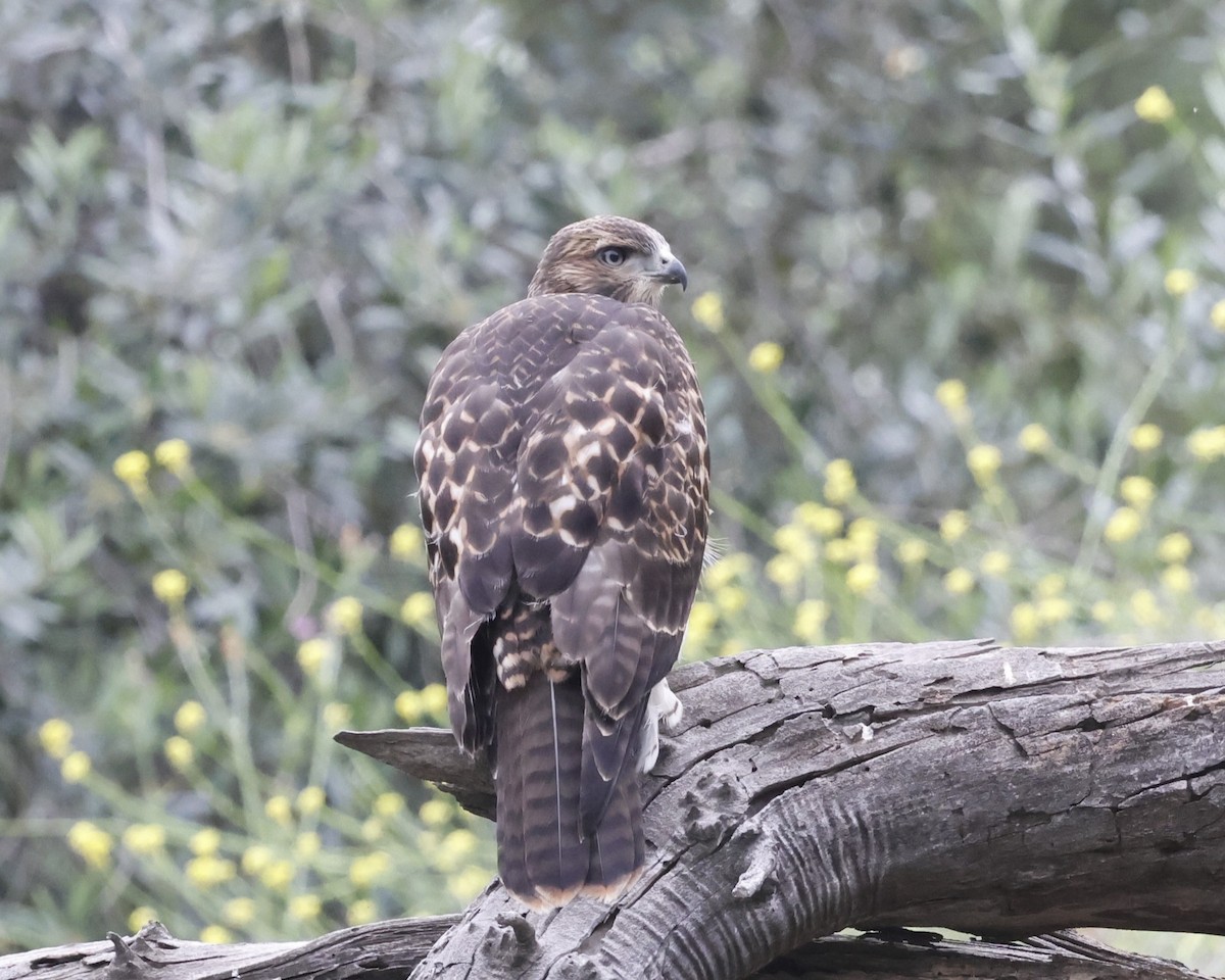 Red-tailed Hawk - ML620248597