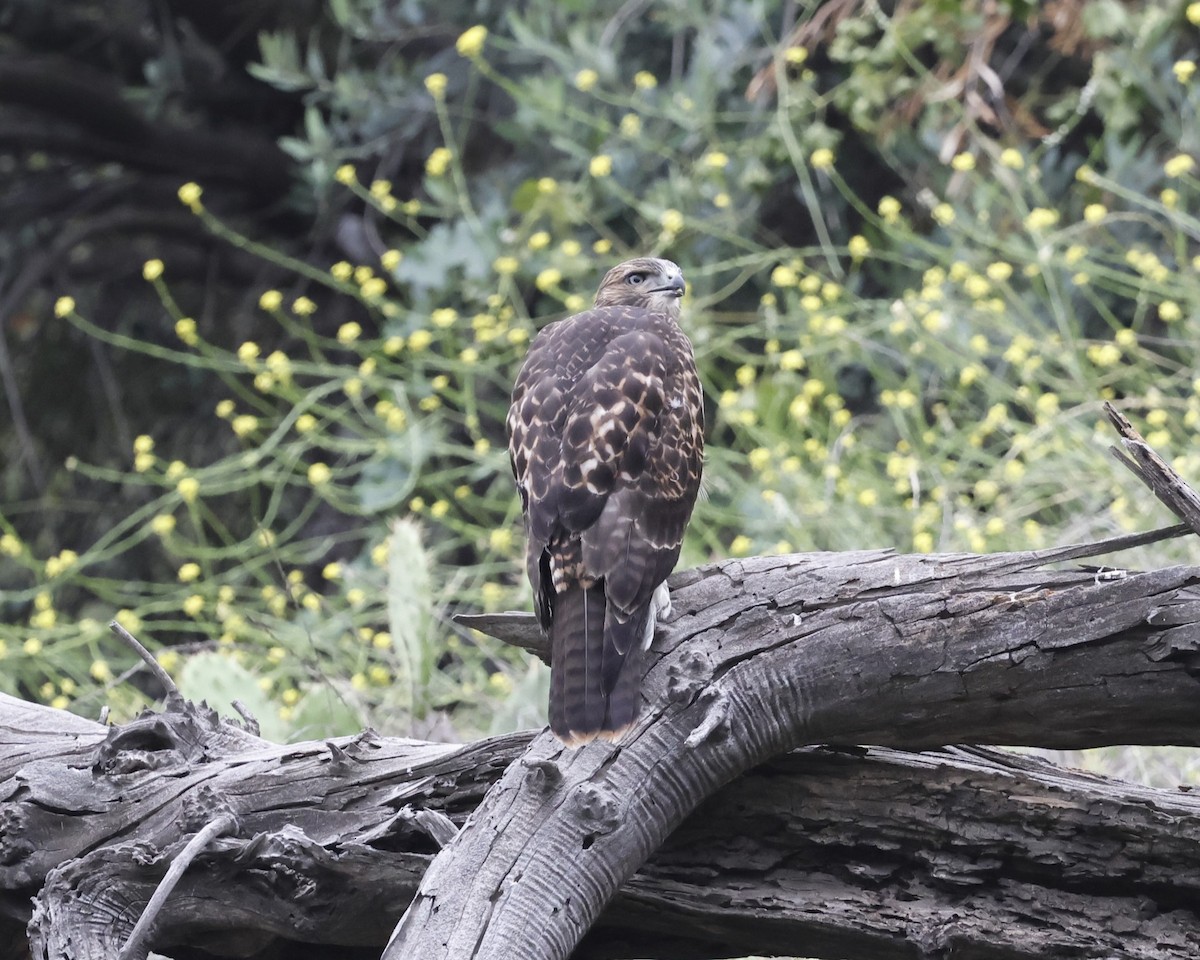 Red-tailed Hawk - ML620248601