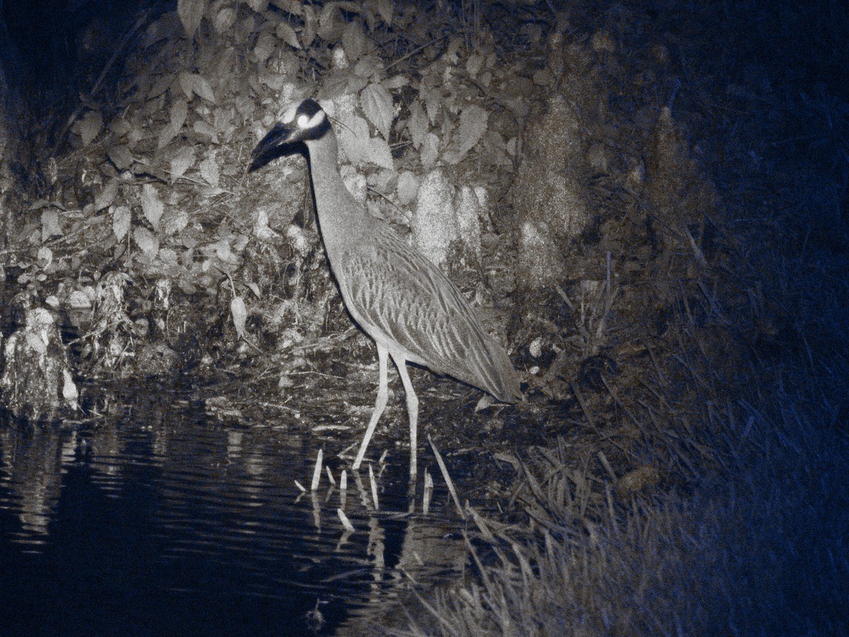 Yellow-crowned Night Heron - ML620248602