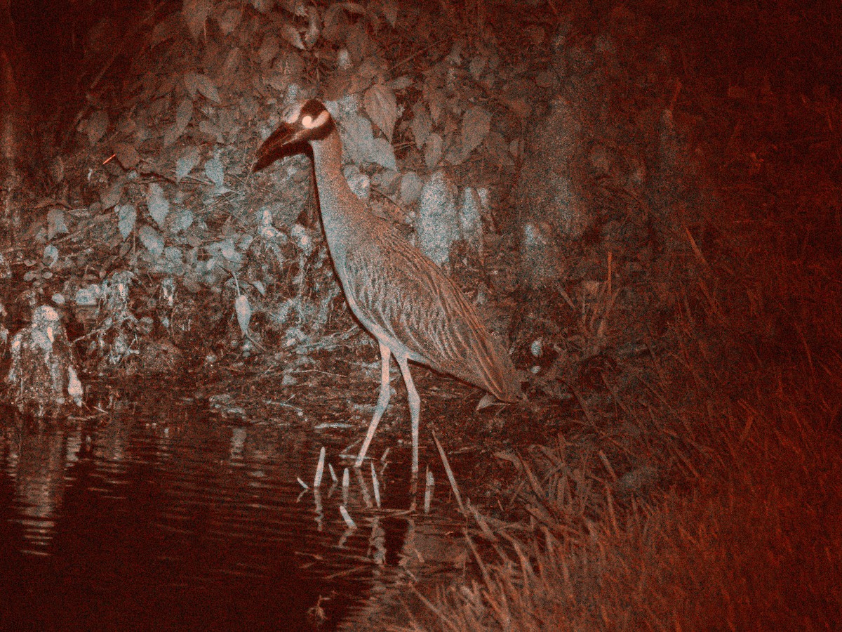 Yellow-crowned Night Heron - ML620248603