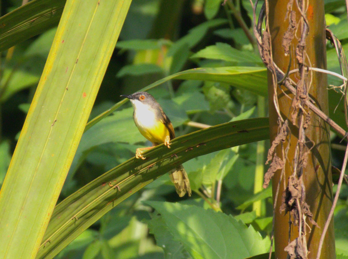 Yellow-bellied Prinia - ML620248604