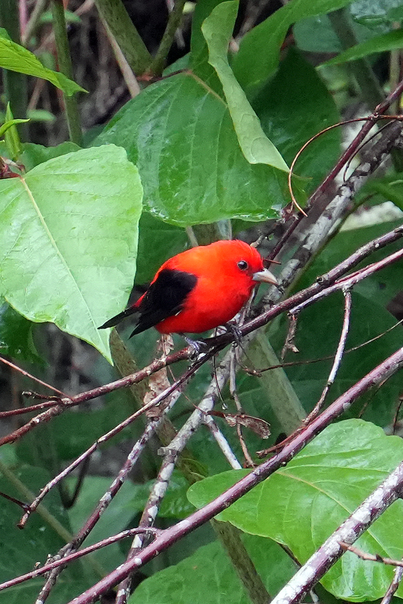 Scarlet Tanager - ML620248607