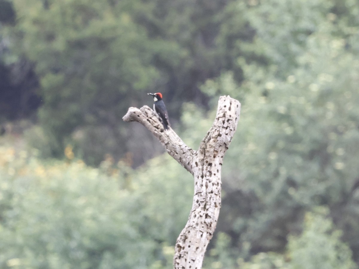 Acorn Woodpecker - ML620248608