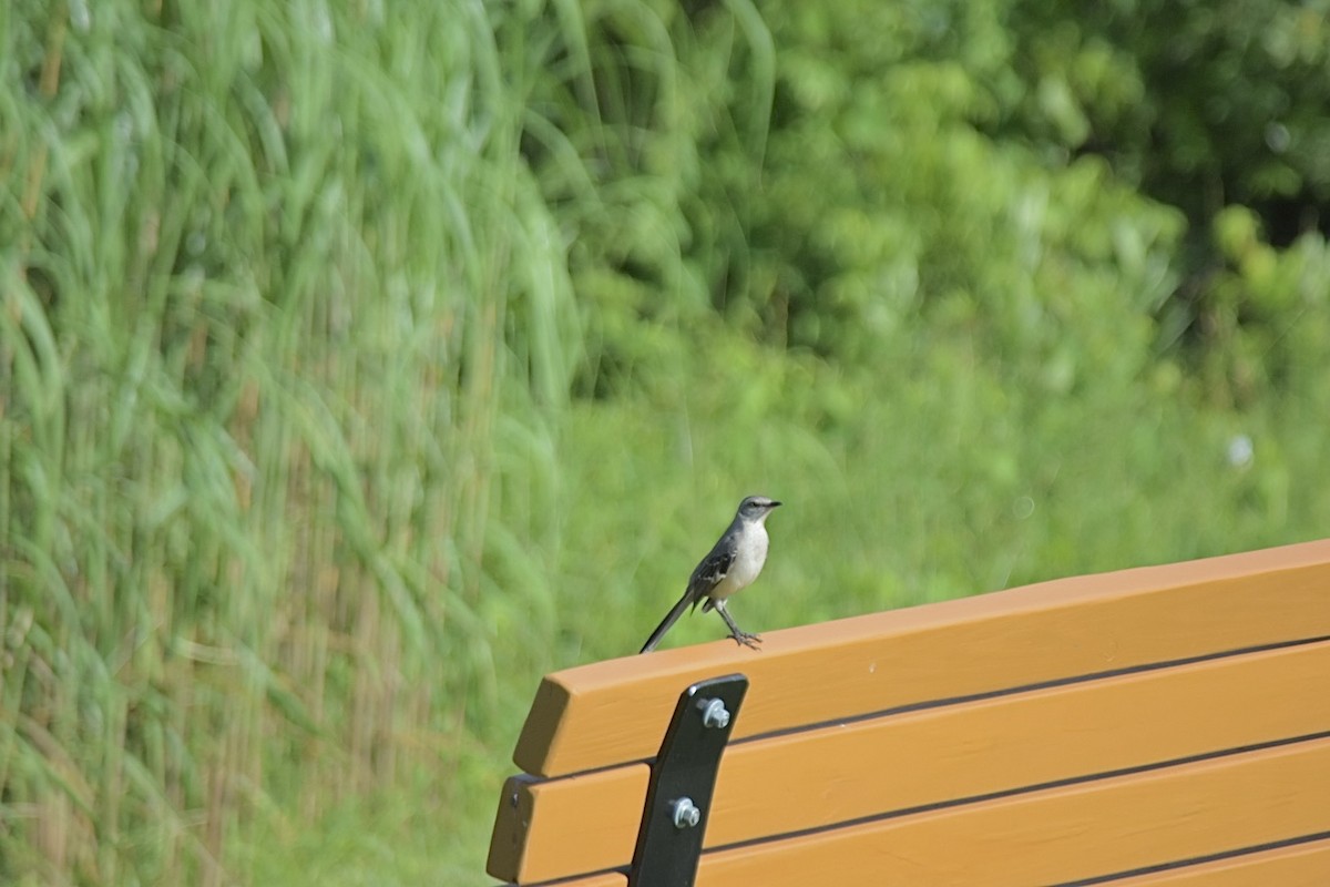 Northern Mockingbird - ML620248610