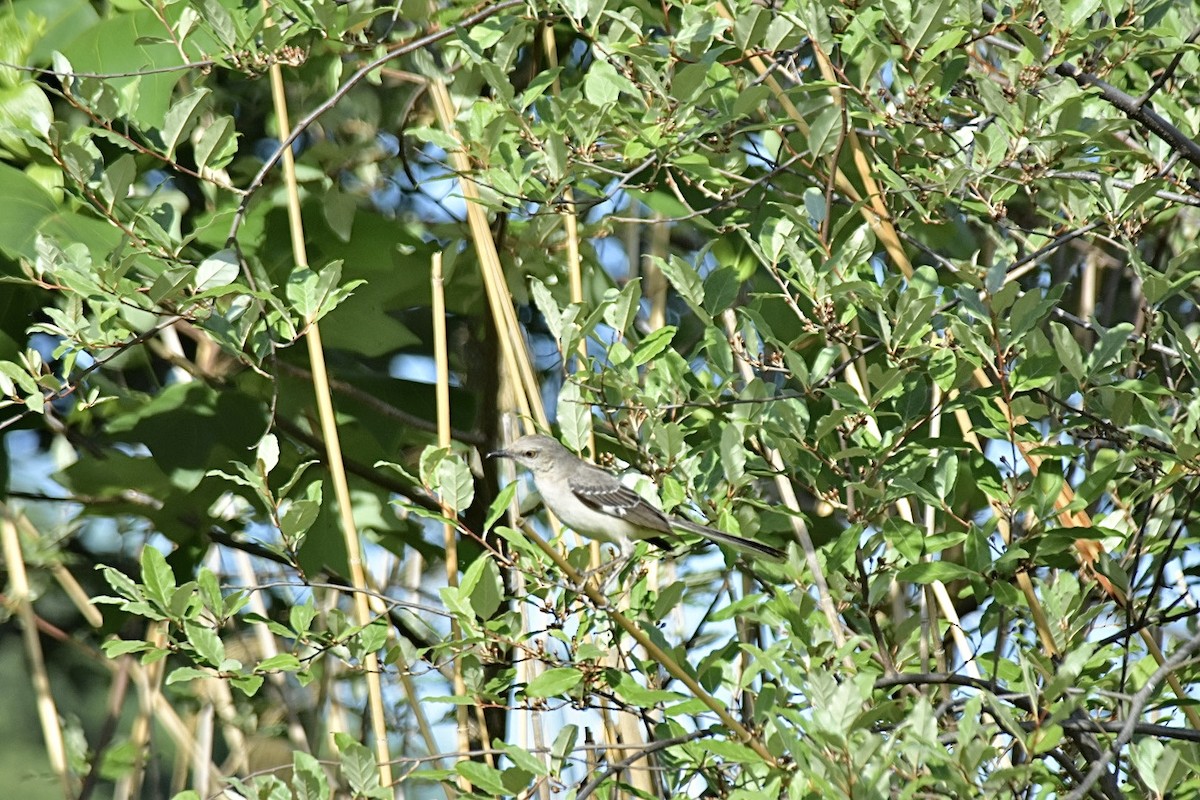 חקיינית צפונית - ML620248612