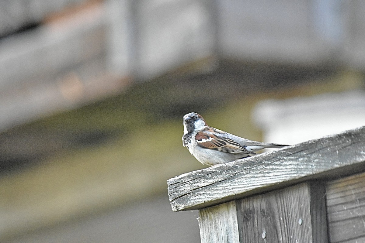 House Sparrow - ML620248617