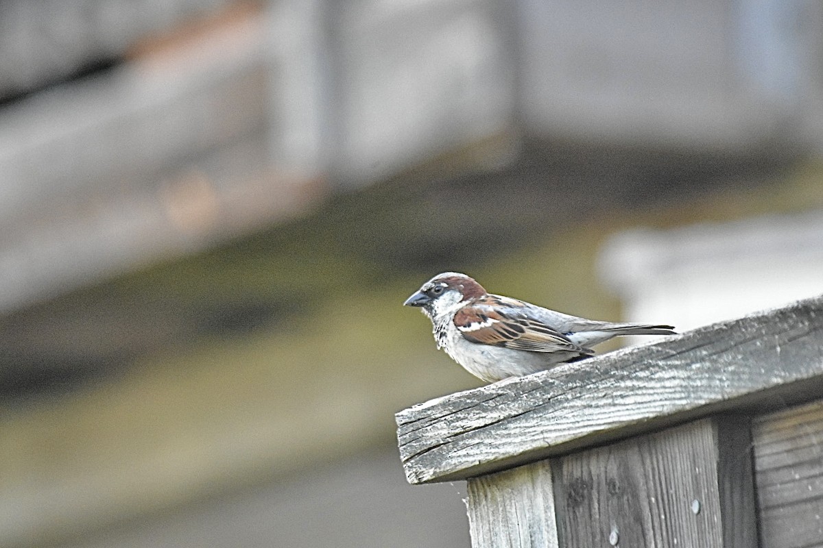 Moineau domestique - ML620248618