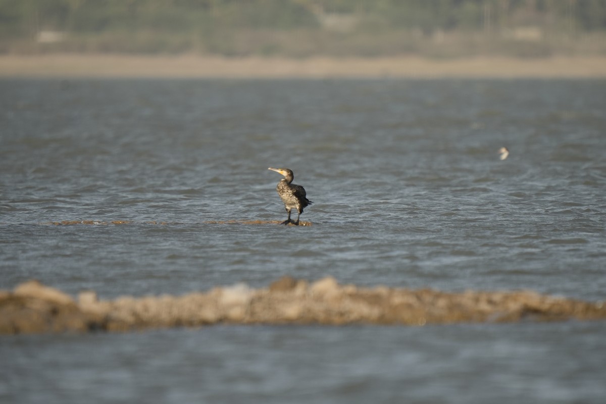 Great Cormorant - ML620248619