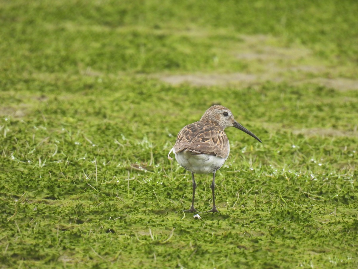 Dunlin - ML620248622