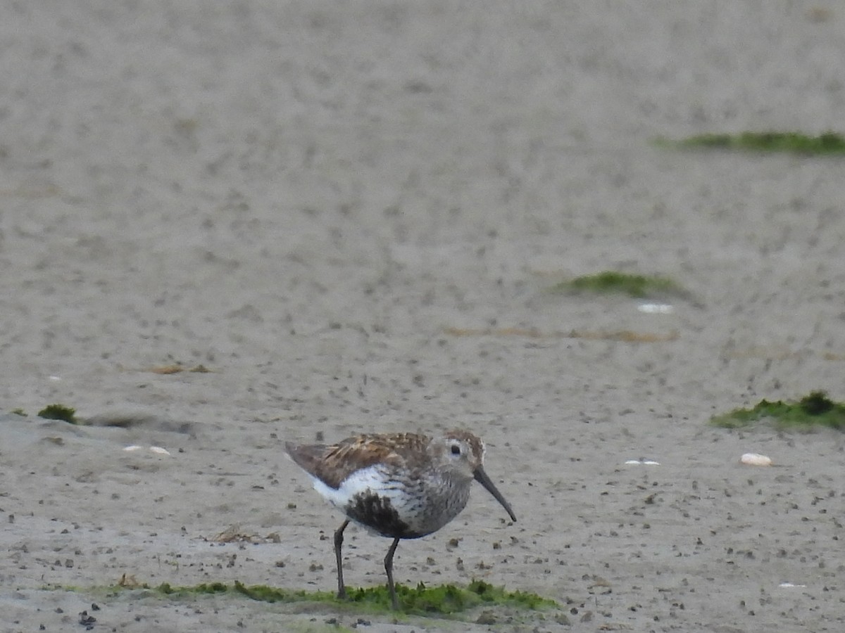 Dunlin - ML620248623