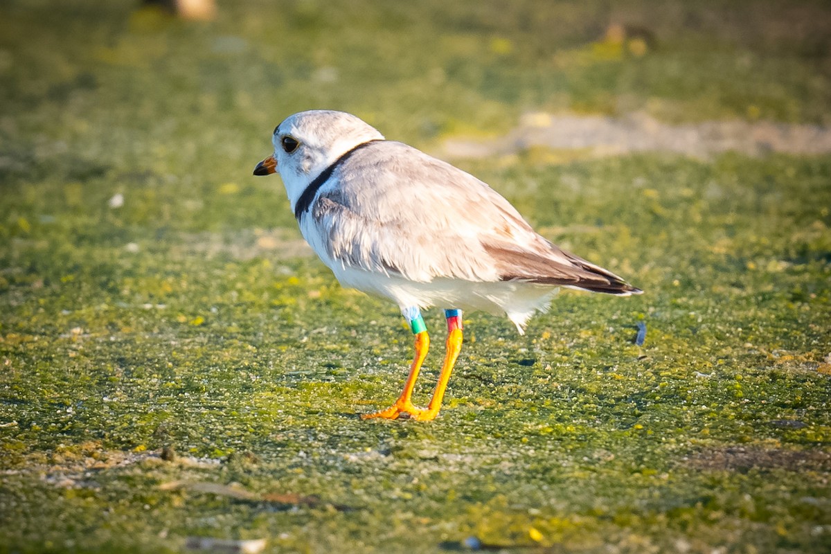 Piping Plover - ML620248631