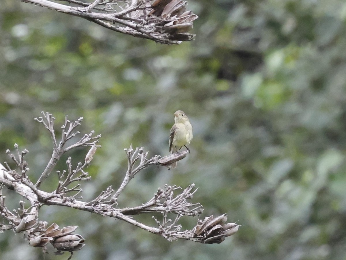 Western Flycatcher (Pacific-slope) - ML620248633