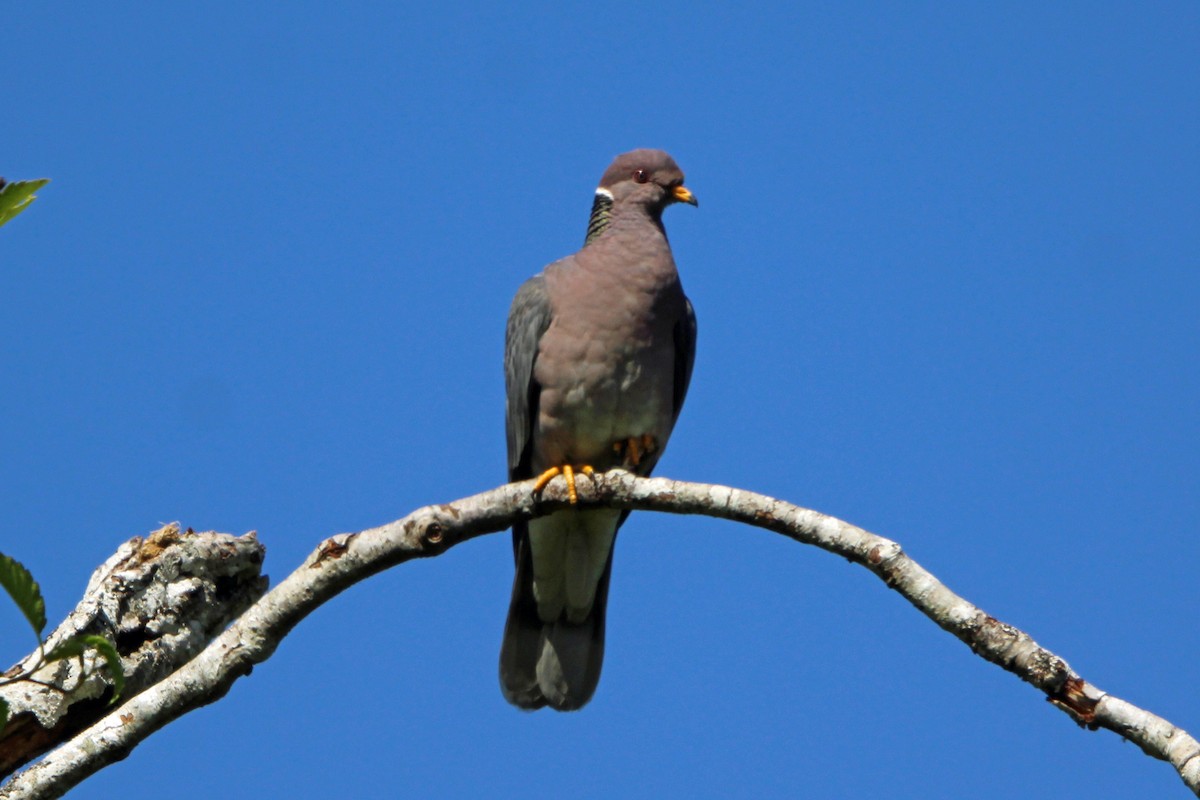 Band-tailed Pigeon - ML620248634