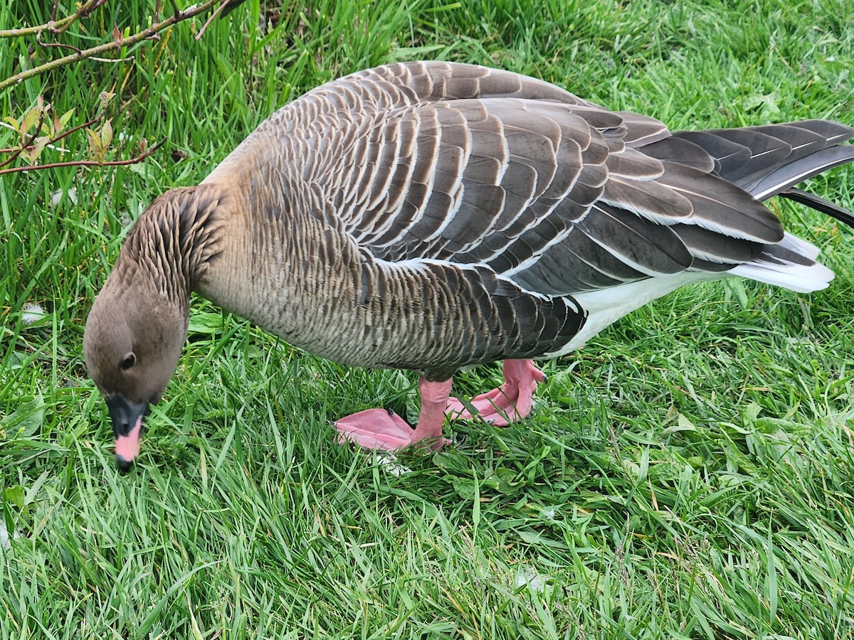 Pink-footed Goose - ML620248635