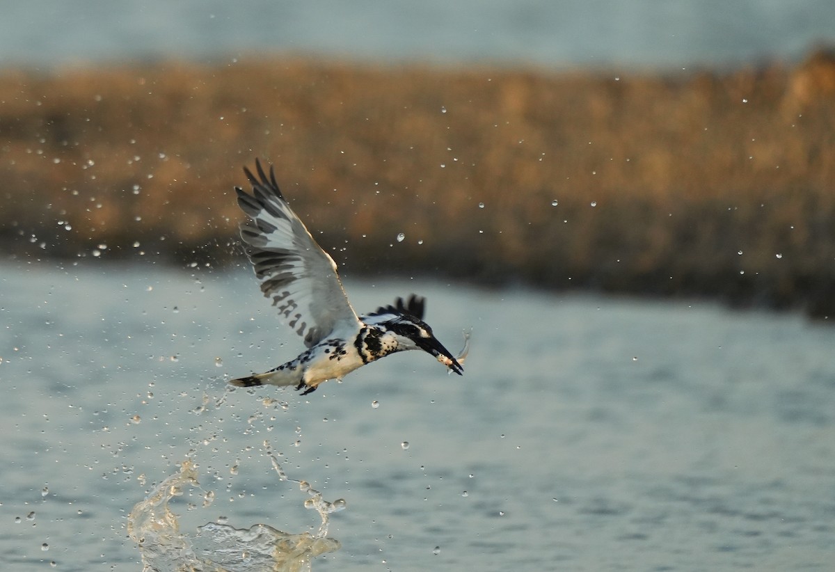 Pied Kingfisher - ML620248642