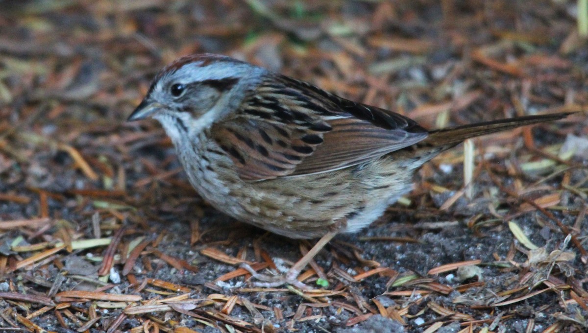 Swamp Sparrow - ML620248646