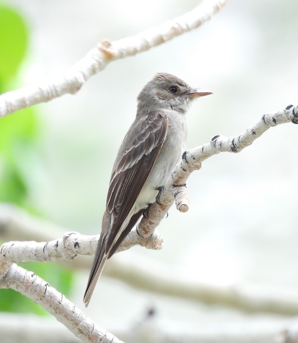 Western Wood-Pewee - ML620248653