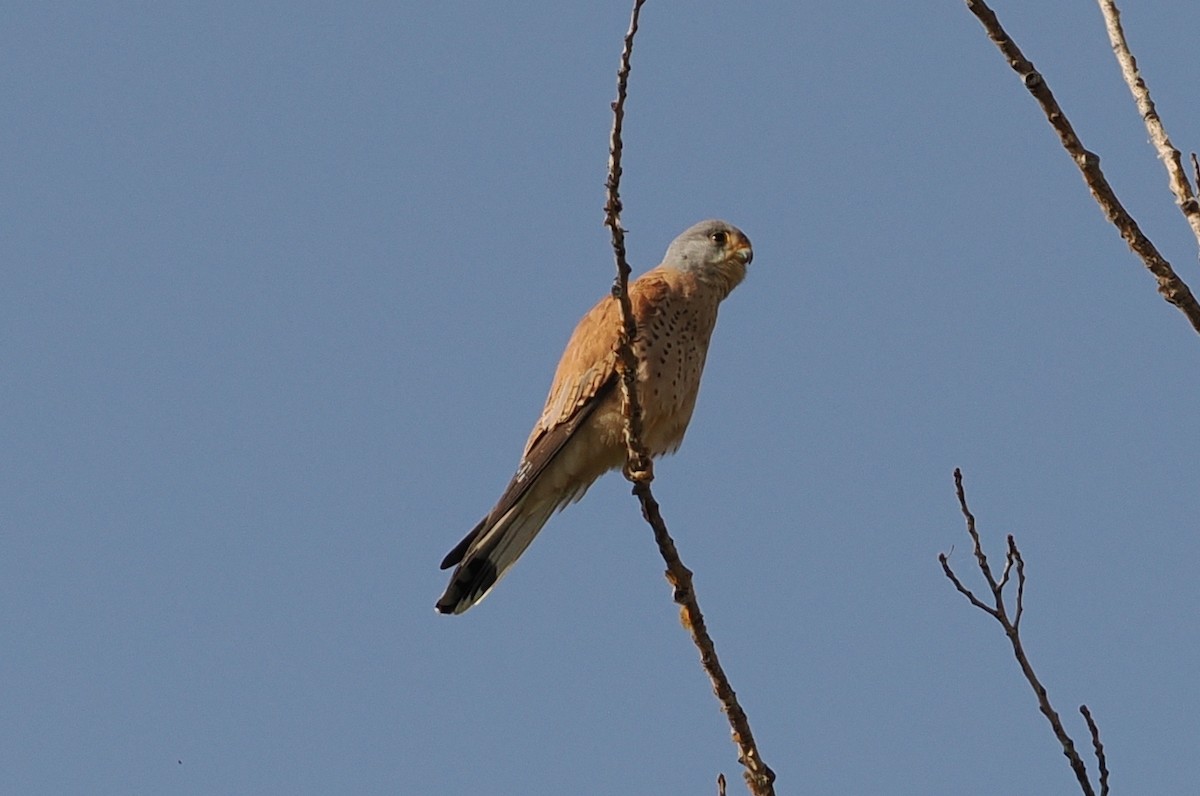 Lesser Kestrel - ML620248655