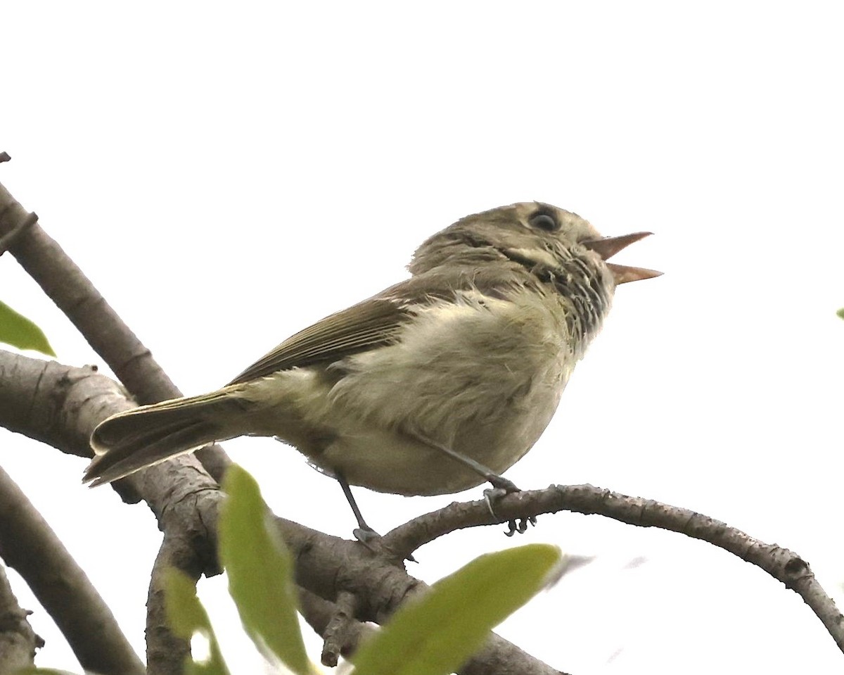 Vireo de Hutton - ML620248656