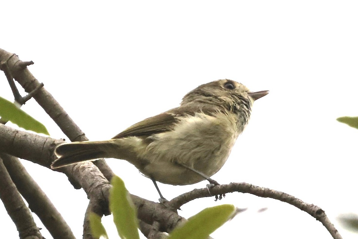 Hutton's Vireo - ML620248658