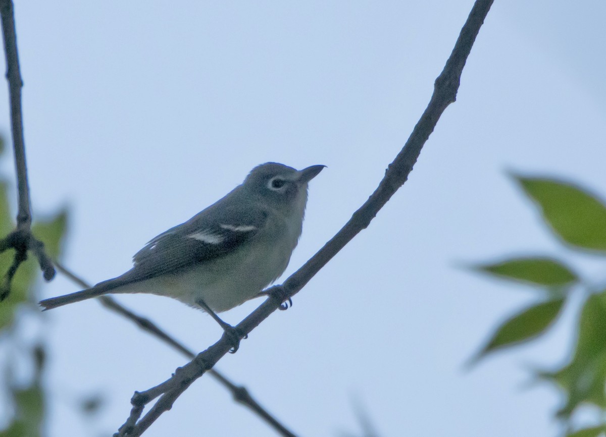 Vireo Plomizo - ML620248661