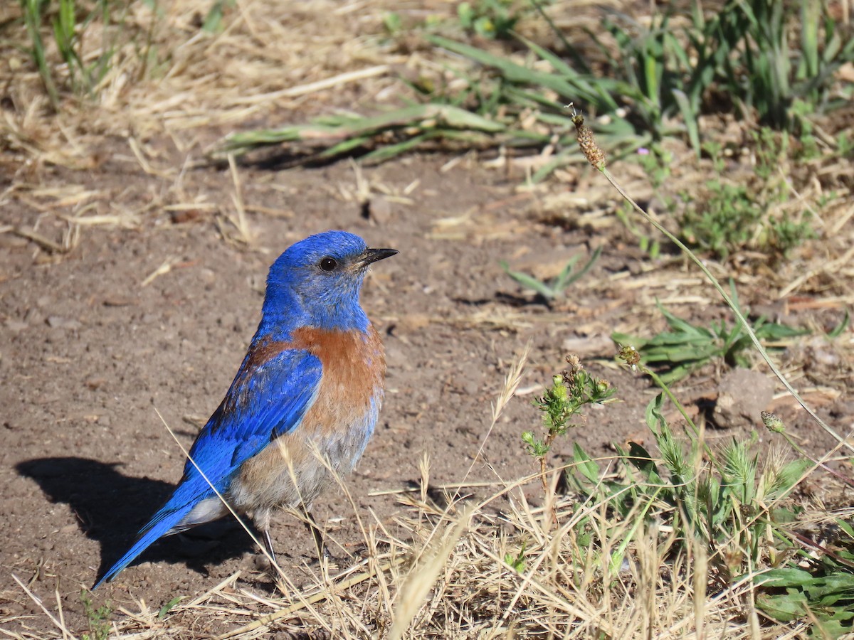 Western Bluebird - ML620248668