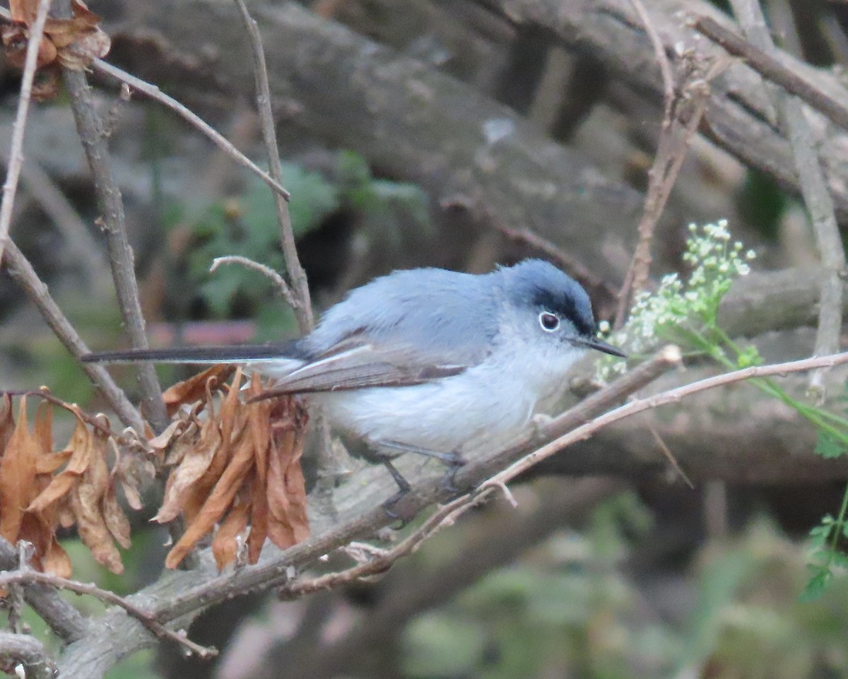 Blue-gray Gnatcatcher - ML620248670