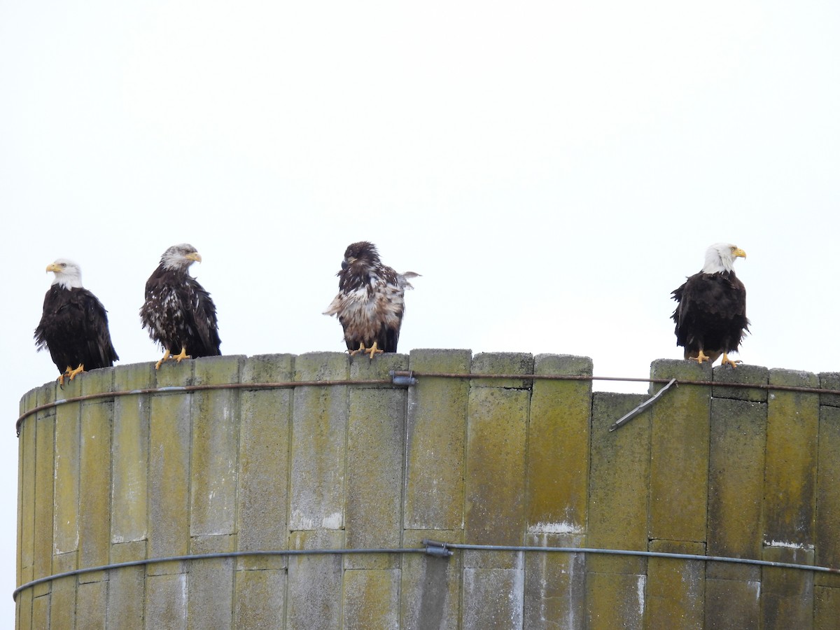 Bald Eagle - ML620248679