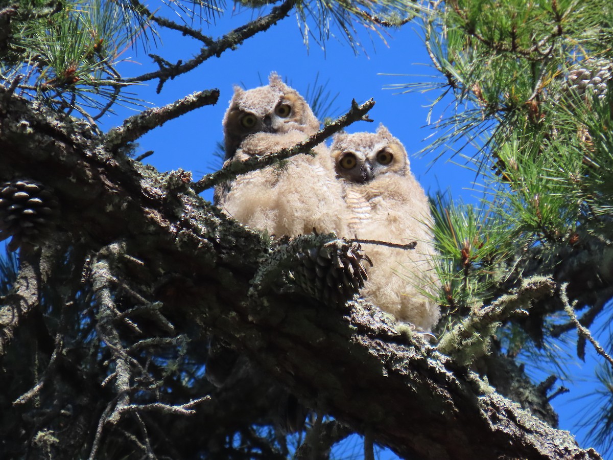 Great Horned Owl - ML620248681